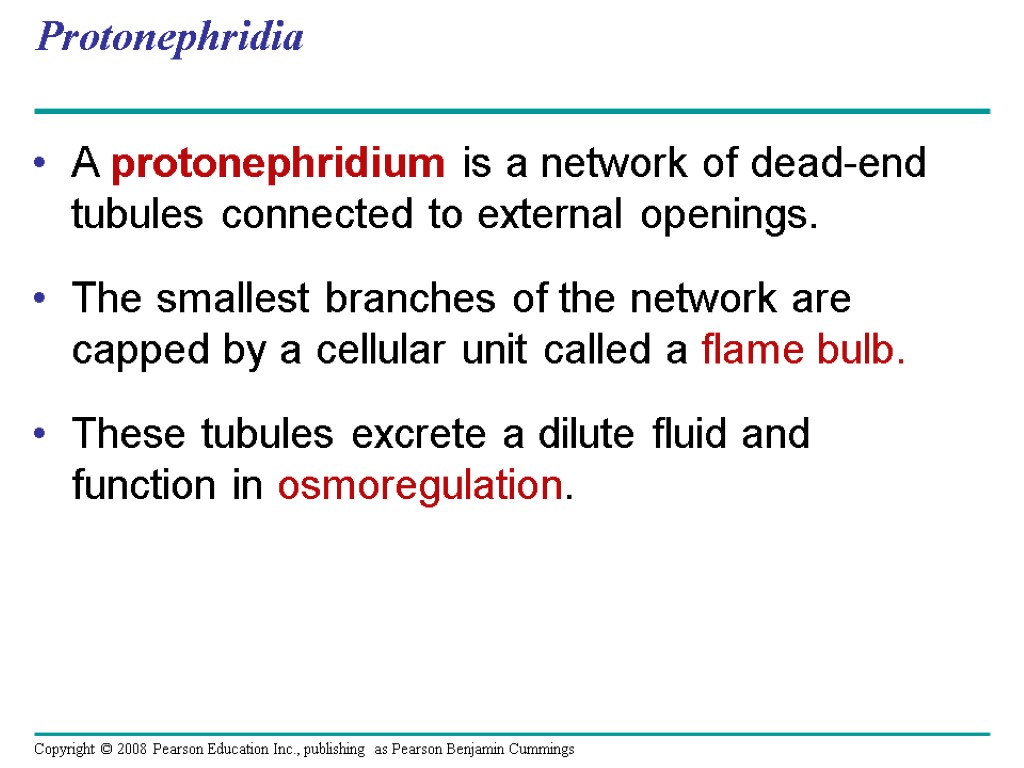 Protonephridia A protonephridium is a network of dead-end tubules connected to external openings. The